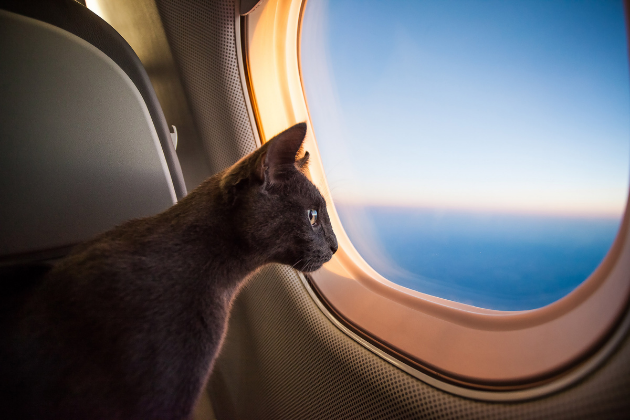 Pets on private jet .png